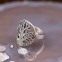 Bague Arbre de Vie en argent