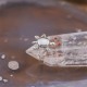 Bague en argent et pierre Nacre