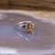 Bague en argent et pierre citrine