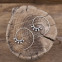 Boucles d'oreilles en argent