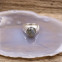 Bague en argent avec pierre labradorite