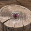 Bague en argent et racine de rubis