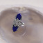 Bague d'exception en argent, marcassites et lapis lazuli