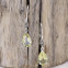 Boucles d'oreilles d'exception en argent, marcassites et pierre quartz lemon