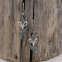 Boucles d'oreilles "renard" en argent, marcassites, émail