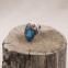 Bague en argent et turquoise cuivrée