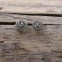 Boucles d'oreilles en argent "spirales"