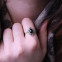 Bague en argent et onyx