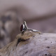 Bague en argent et racine de Rubis