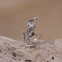 Bague en argent - grenouille