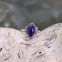 Bague en argent et lapis lazuli