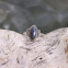 Bague en argent et labradorite