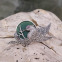 Broche d'exception en argent "oiseau" avec agate verte et marcassites