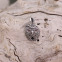 Pendentif d'exception en argent "hibou" avec émail et marcassites