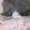 Bague en argent et larimar