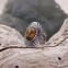 Bague en argent et oeil de tigre