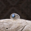 Bague en argent et labradorite
