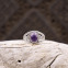 Bague en argent et améthyste