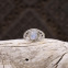 Bague en argent et pierre de lune