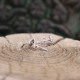 Boucles d'oreilles "puces" en argent