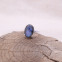 Bague en argent et labradorite